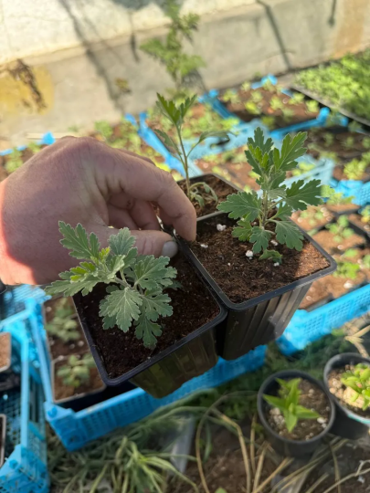 Хризантема Ноктюрн, Зембла Пинк, Бранбич Корал, 3 шт